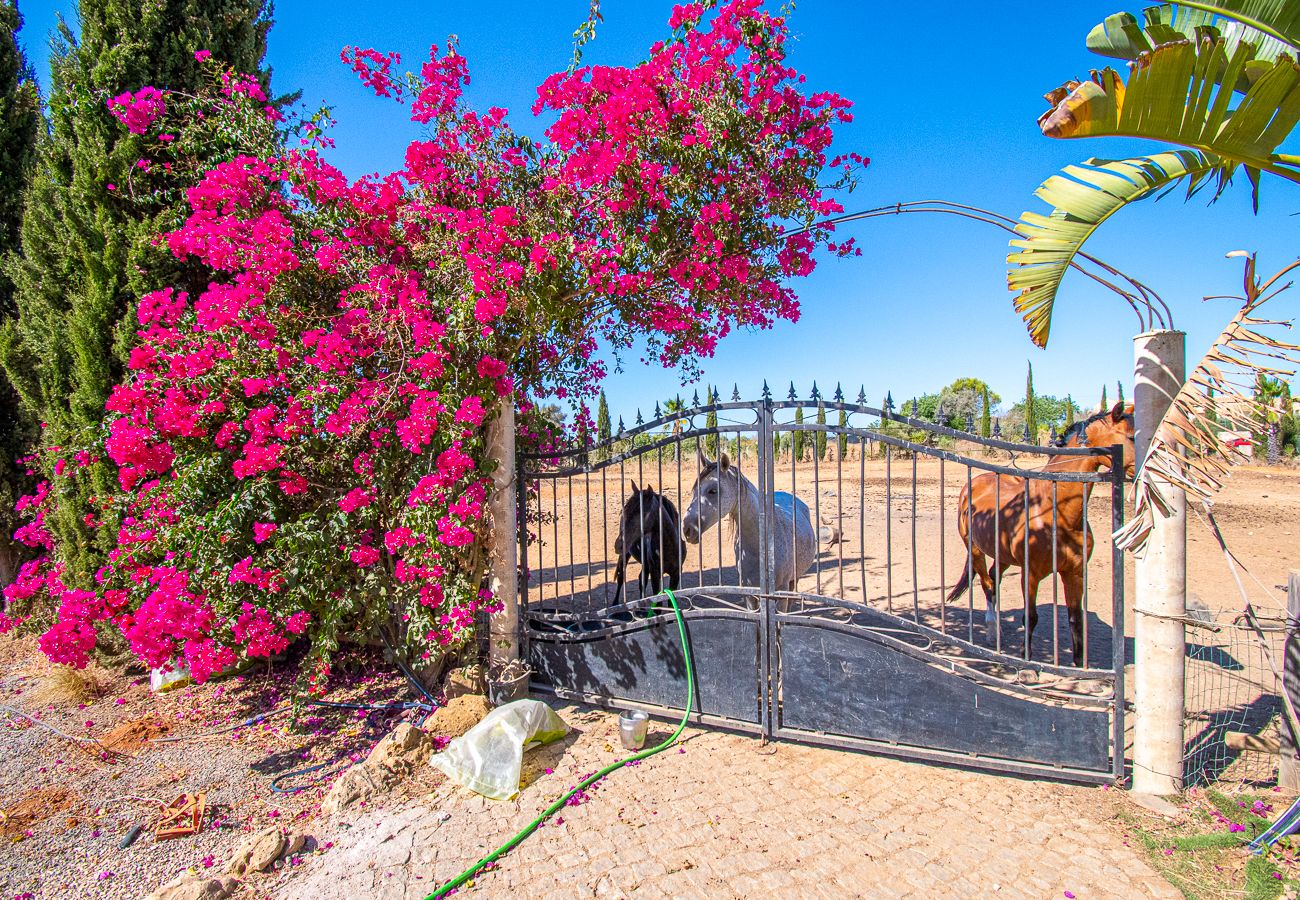 Villa em Carvoeiro - Yoba Horse Farm: Equestrian Retreat